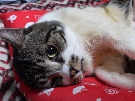 ねこ　リキちゃん