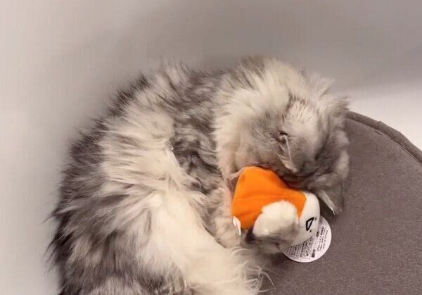 ぬいぐるみにハグするこゆきちゃん