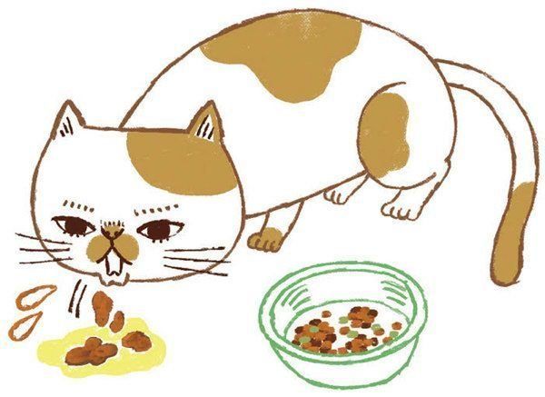 ○○がある・ないのサインでわかる猫の病気