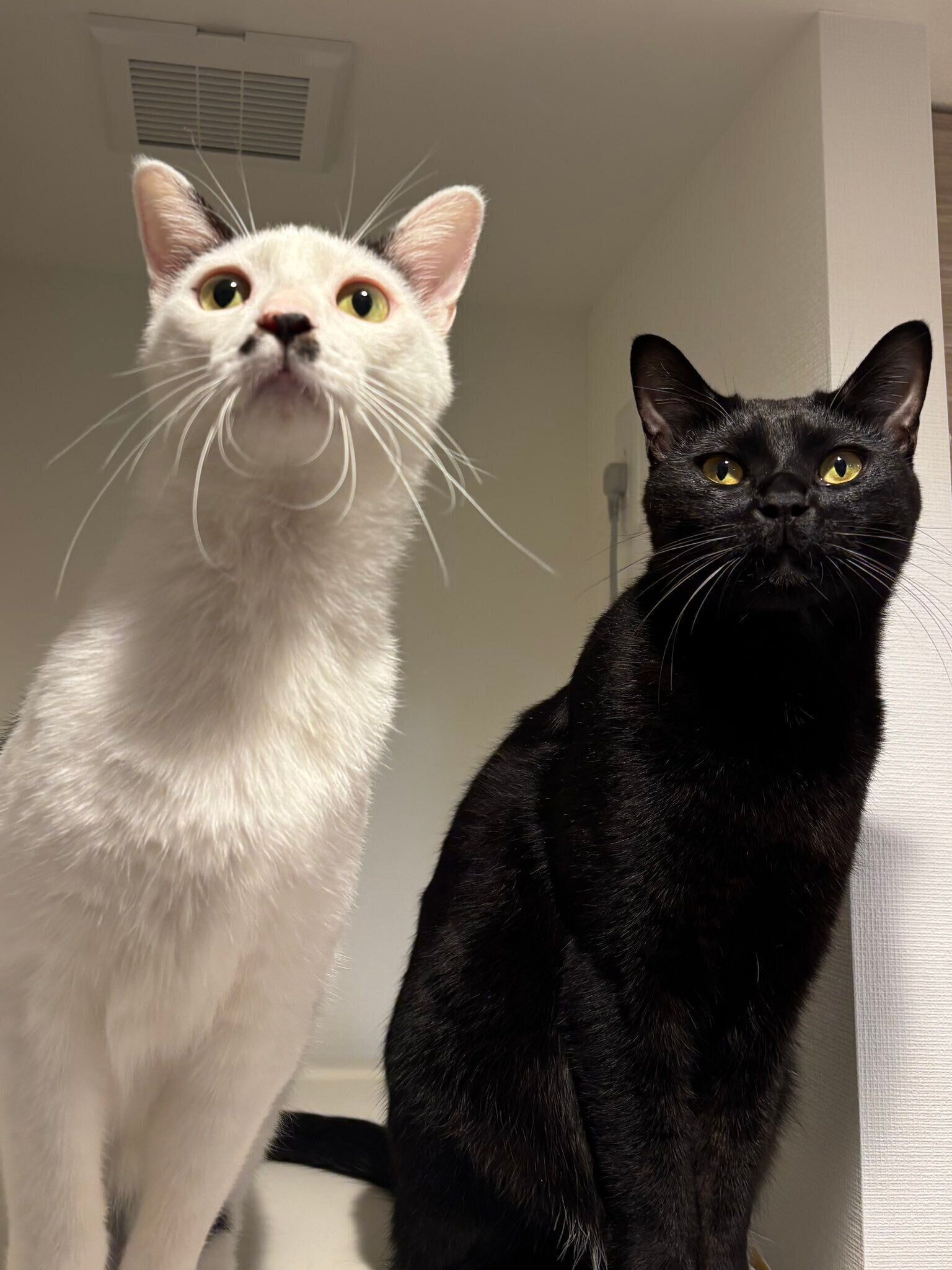 仲よしのぎゅうべいくんと一緒に何かを見つめるくろまるくん