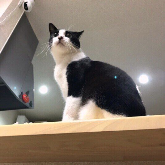 黒白猫のななふくちゃん