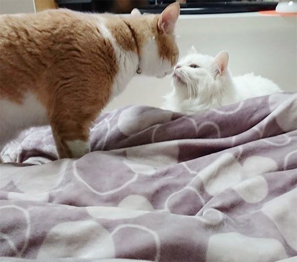 鼻チューする猫