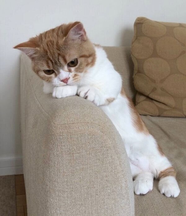 まったりするころんちゃん