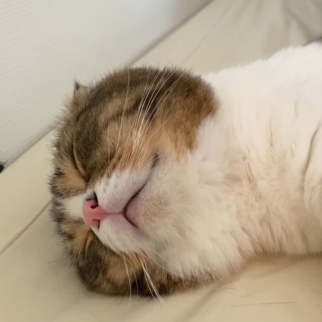 二度寝に突入したぽこ太郎ちゃん