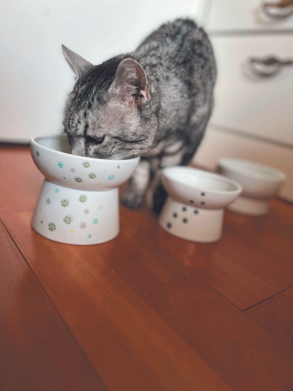 画像／ねこのきもち2023年9月号