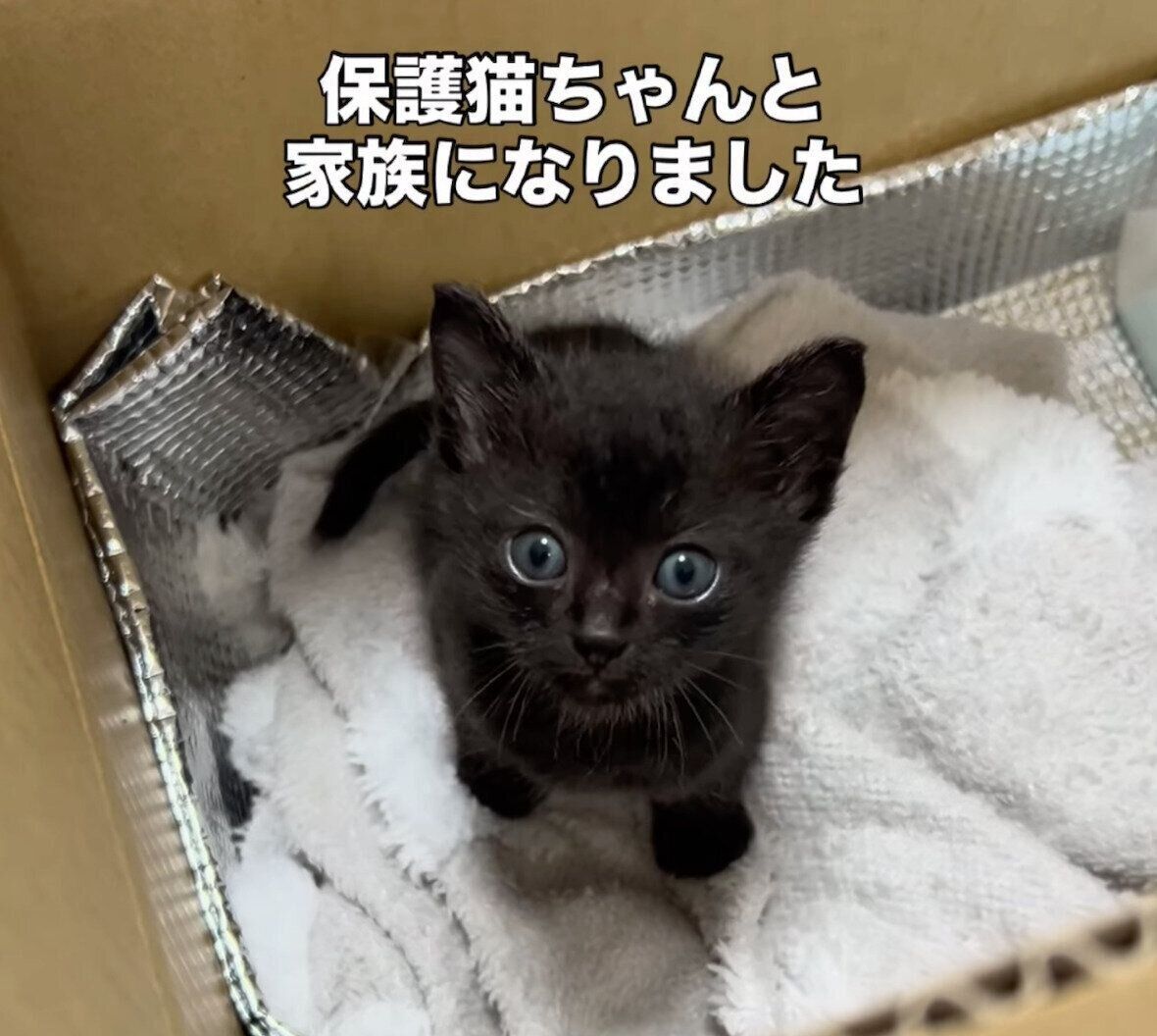 保護当時のクロちゃん
