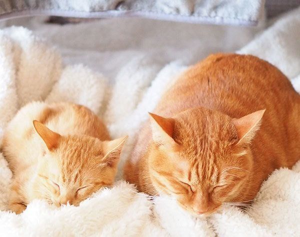 いちちゃんと、しなとらちゃん