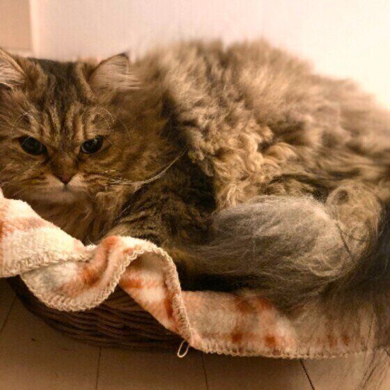 サイベリアンのぽんじろうくん