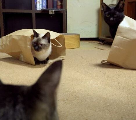紙袋の順番待ちをする猫たち