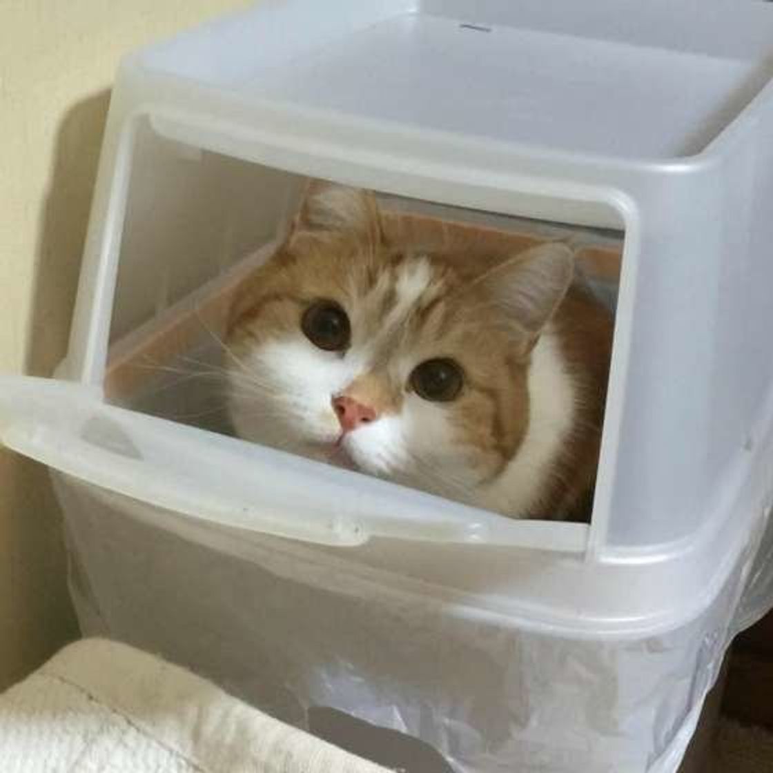 猫飼いさんに聞いた 猫のトイレ事情を大調査 お手入れ頻度から個数まで ねこのきもちweb Magazine 猫飼いさんに聞いた 猫のトイレ事情を大調査 お手入れ頻度から個数まで ねこのきもちweb Magazine