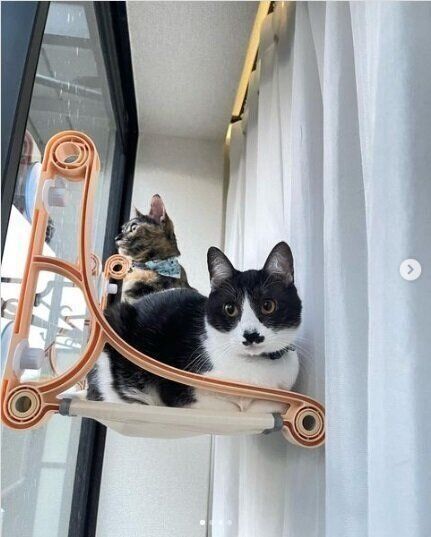窓に貼り付ける猫ベッドで寛ぐ猫たち