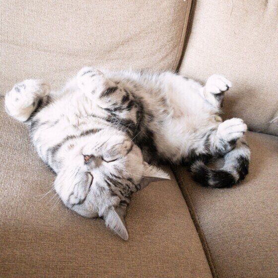 ヘソ天で寝るアメリカンショートヘア・小鉄くん