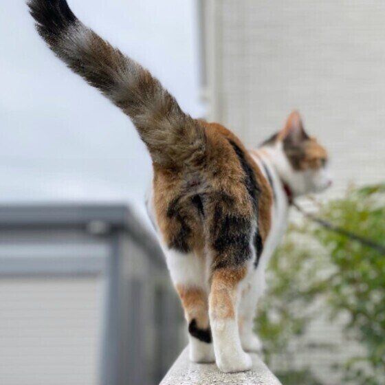 ミケMIXのつばき♀