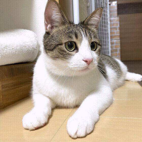 Mix（茶×白）の五郎くん♪