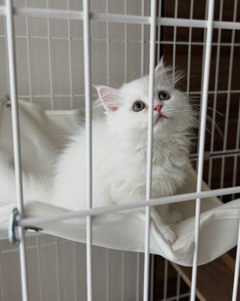 ケージの中に座るミヌエットの子猫