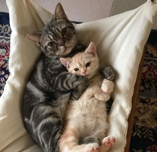 アメリカンショートヘアのルカちゃんとお兄ちゃん