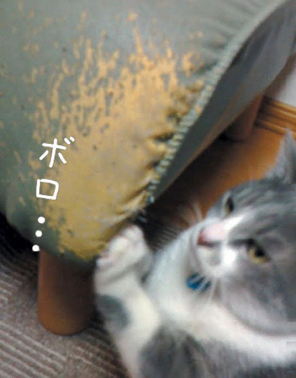猫との暮らし　理想と現実
