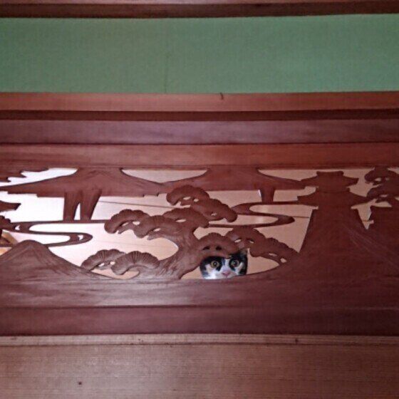 ミケのわらびちゃん