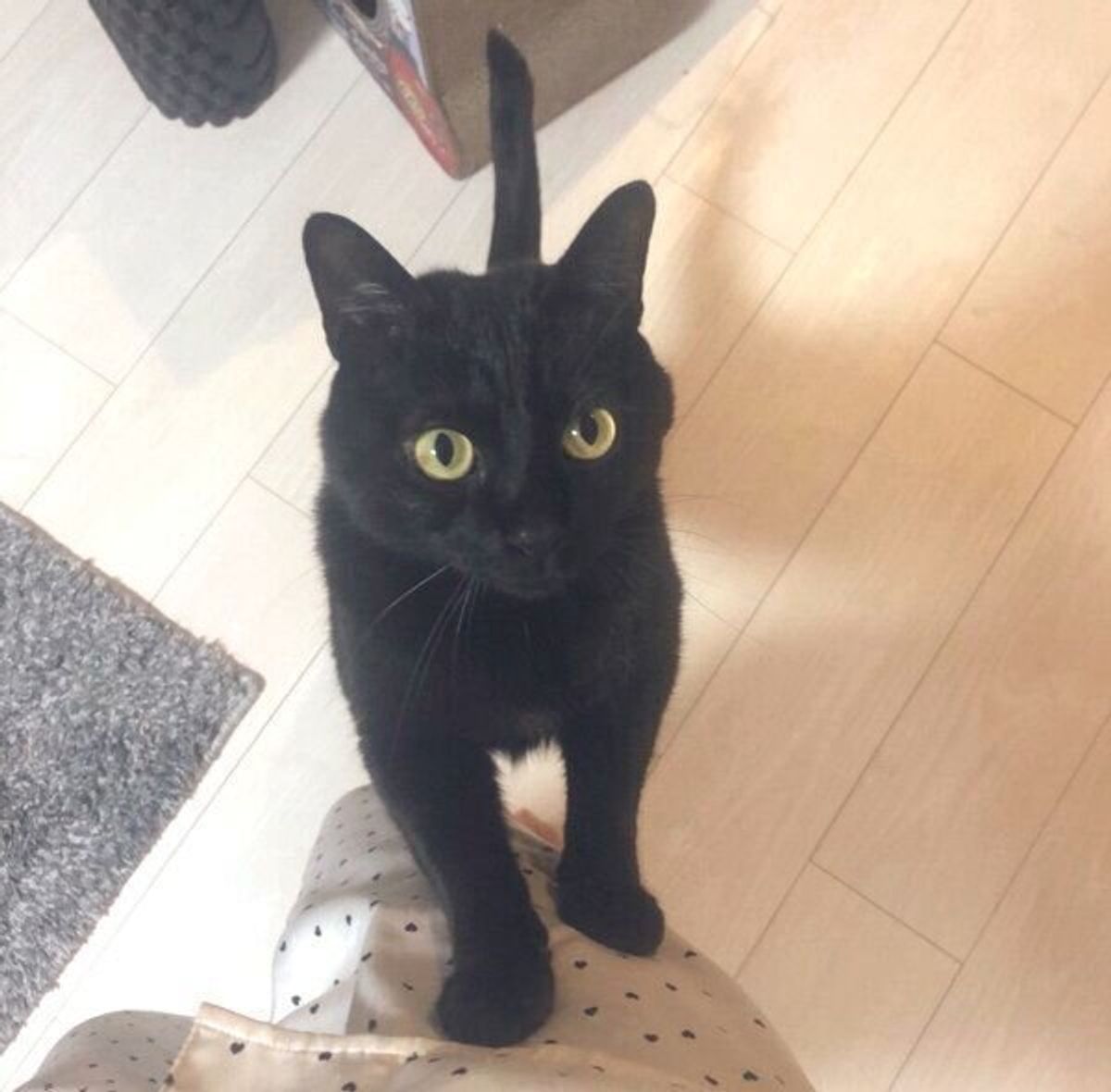 悟りを開いてる ご利益ありそう 飼い主が撮影した黒猫の衝撃の1枚が可愛すぎると話題に ねこのきもちweb Magazine 悟りを開いてる ご利益ありそう 飼い主が撮影した黒猫の衝撃の1枚が可愛すぎると話題に ねこのきもちweb Magazine