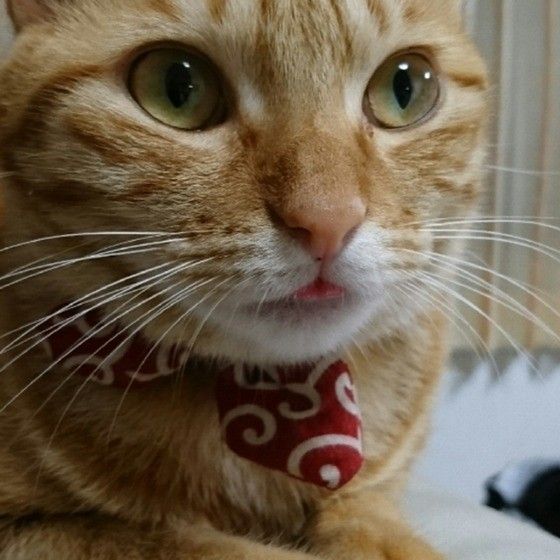 舌をしまい忘れました。