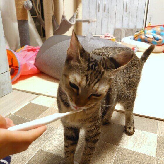 歯みがき練習中のモカちゃん