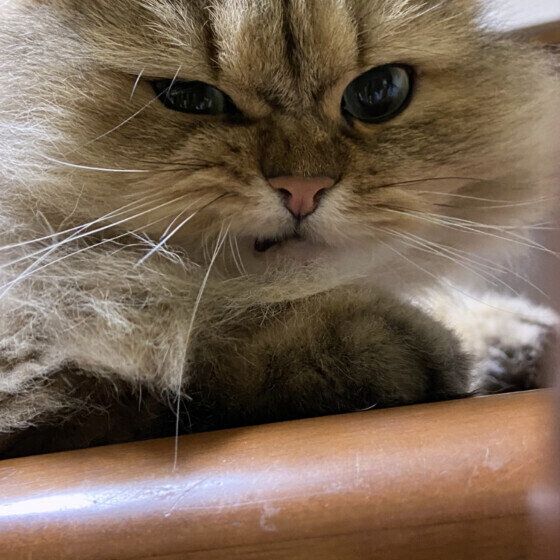 ペルシャのぽこくん