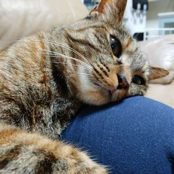 ひざの上に頭を乗せているそぽ