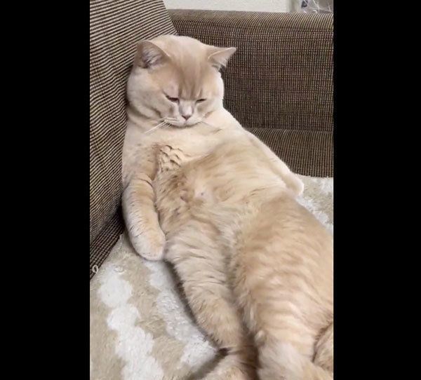 くつろぐぽてとちゃん