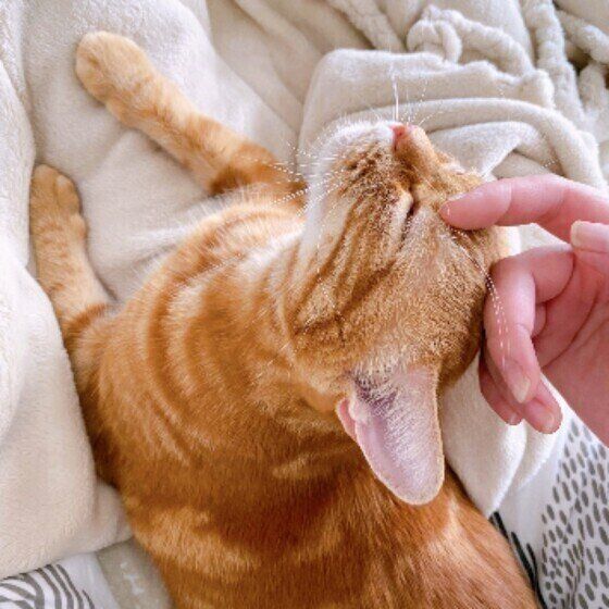 アメリカンショートヘアのももちゃんとなでなで