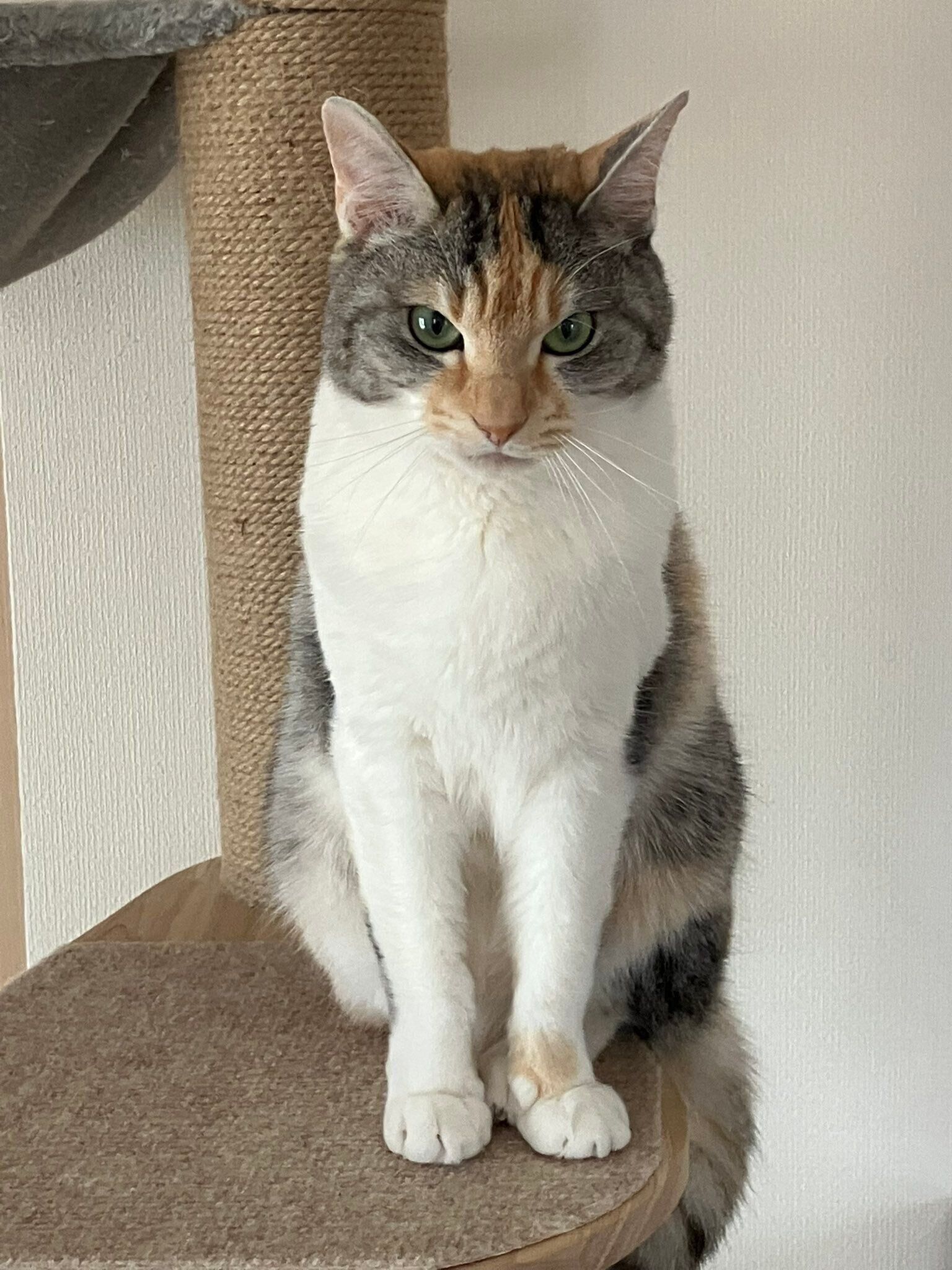 キャットタワーの上に座る猫