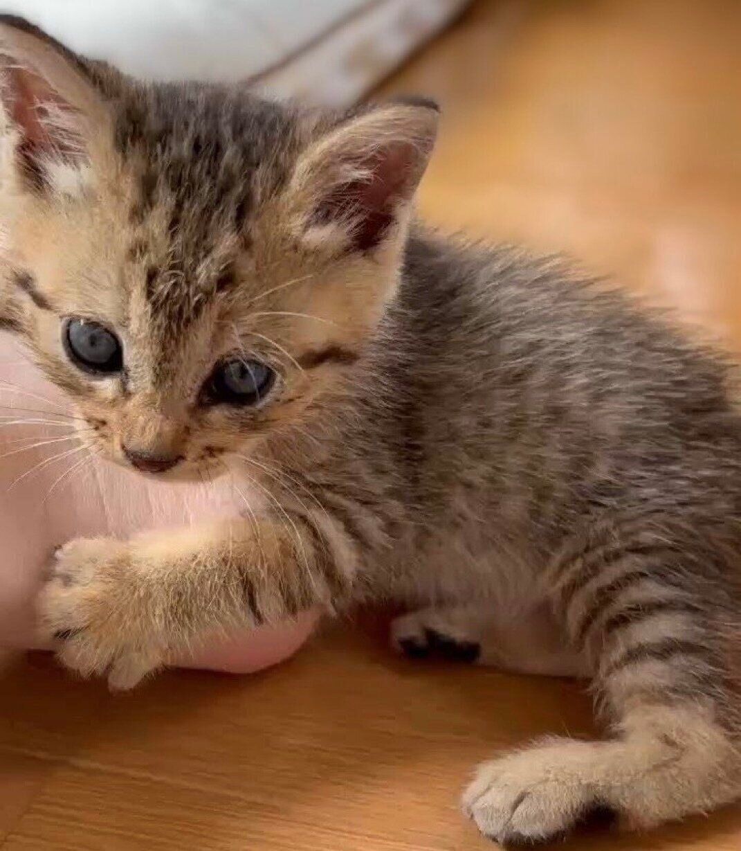 保護した翌日のぴっぴくん。