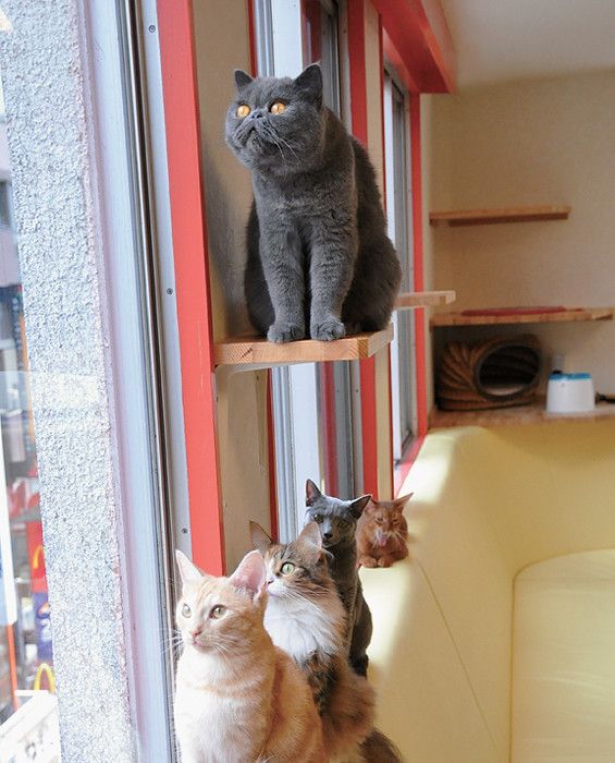 東京　吉祥寺　武蔵野市　猫カフェ　きゃりこ