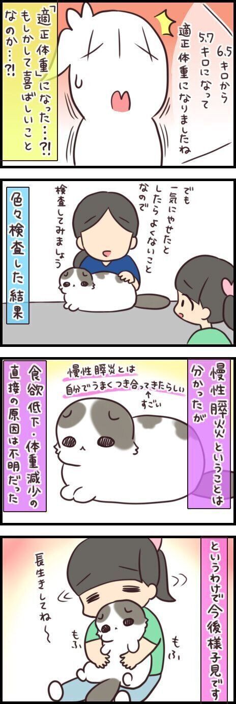 激痩せした!!と思ったら適正体重!? それでもやっぱり心配なのです【連載】もふもふスコたん#243|ねこのきもちWEB MAGAZINE 激痩せした!!と思ったら適正体重!? それでもやっぱり心配なのです【連載】もふもふスコたん#243|ねこのきもちWEB MAGAZINE