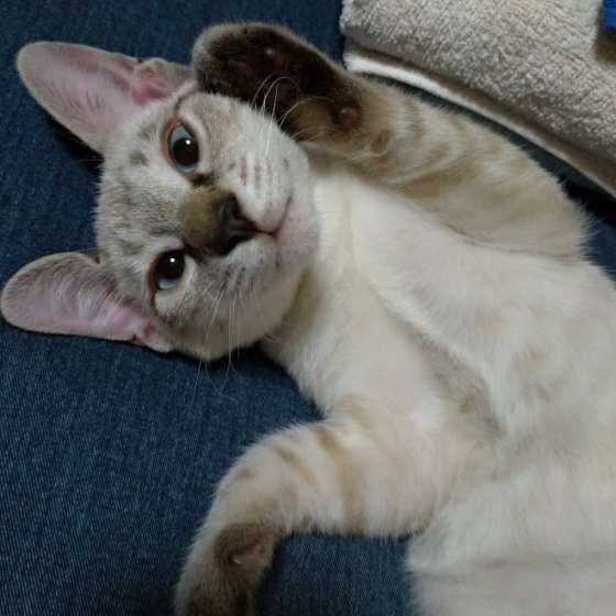 シャムミックス ハクくん