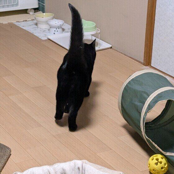 MIX黒のくーちゃん