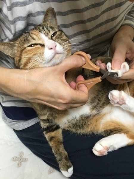 爪を切ってもらっているミケねこ