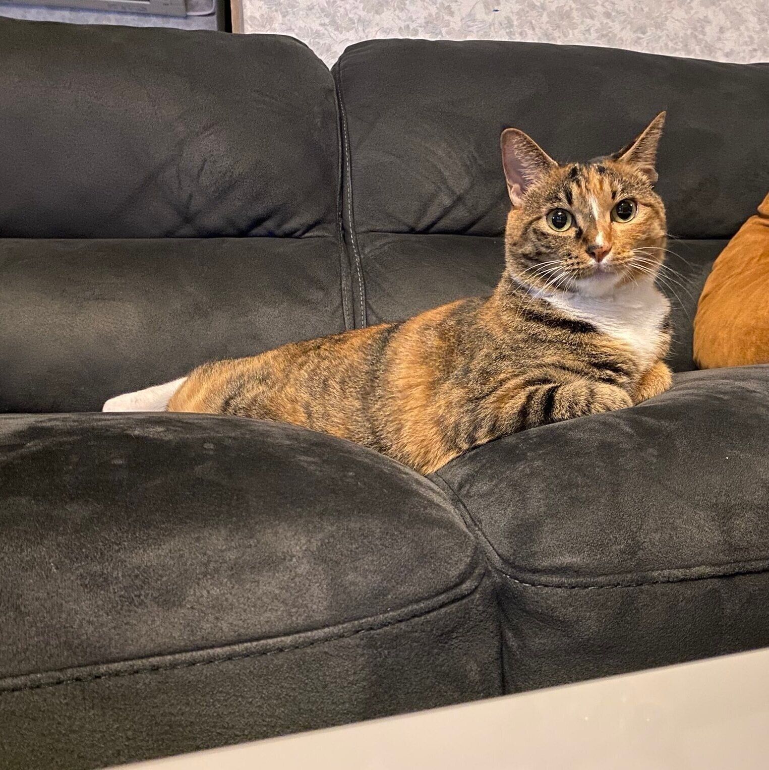 現在5才を迎えたたらこちゃん。