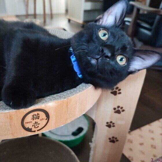 MIX黒の流星くん