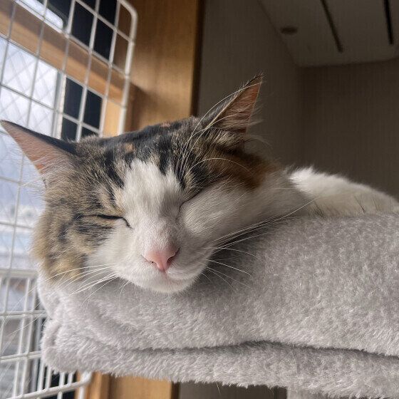 ミケのしおちゃん