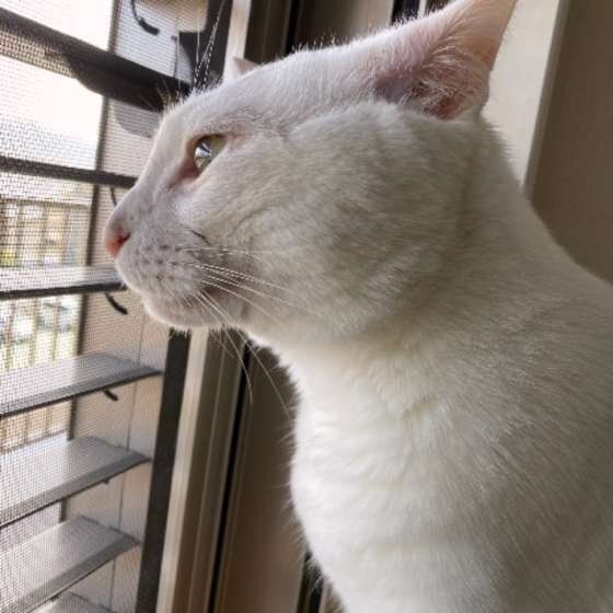 外を見つめる猫