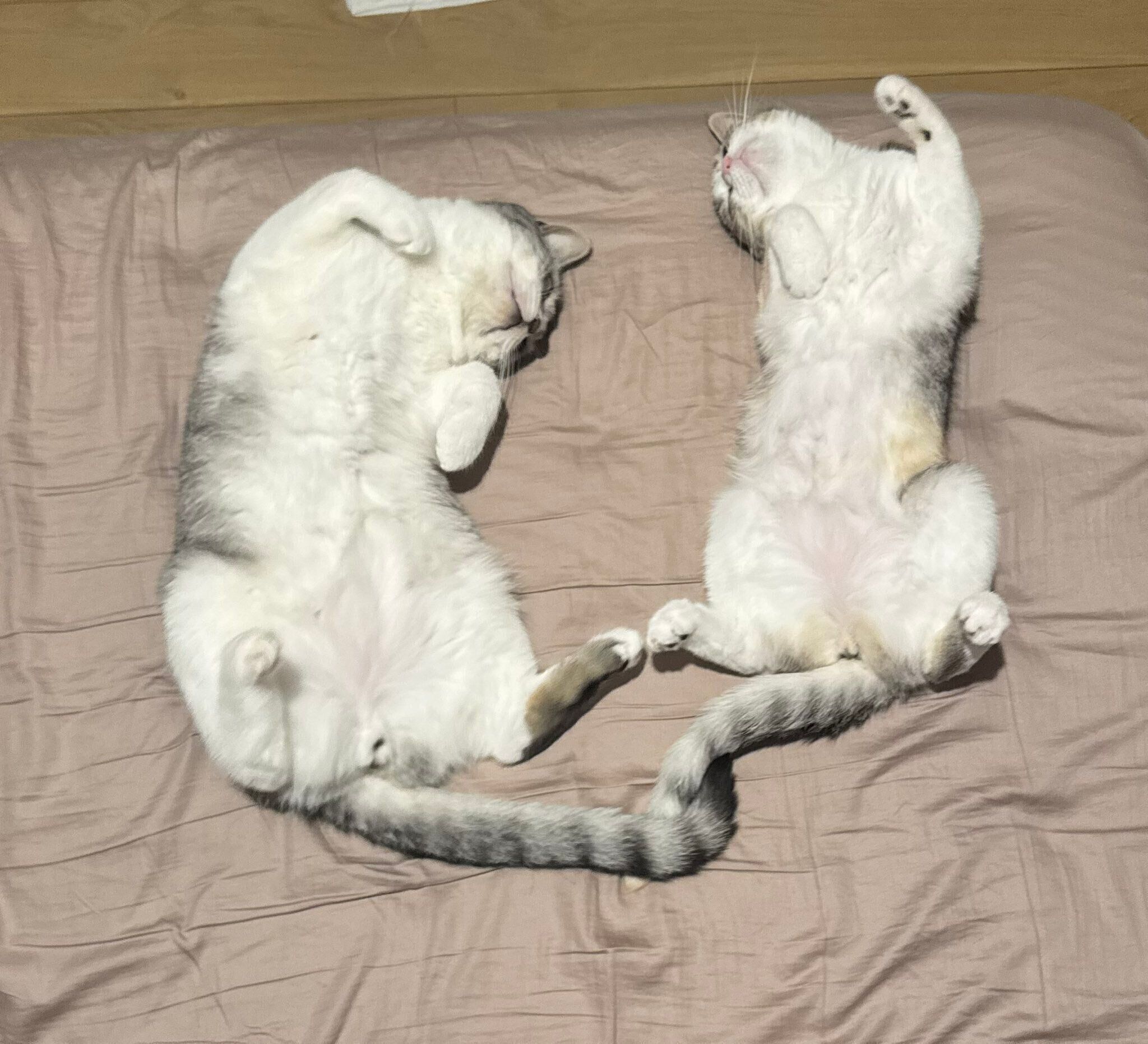 ヘソ天する春陽くん、彩春ちゃん