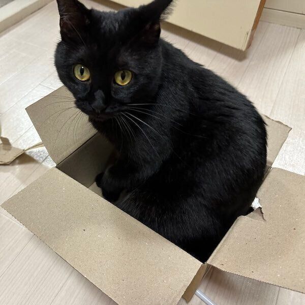 箱に入るくうちゃん