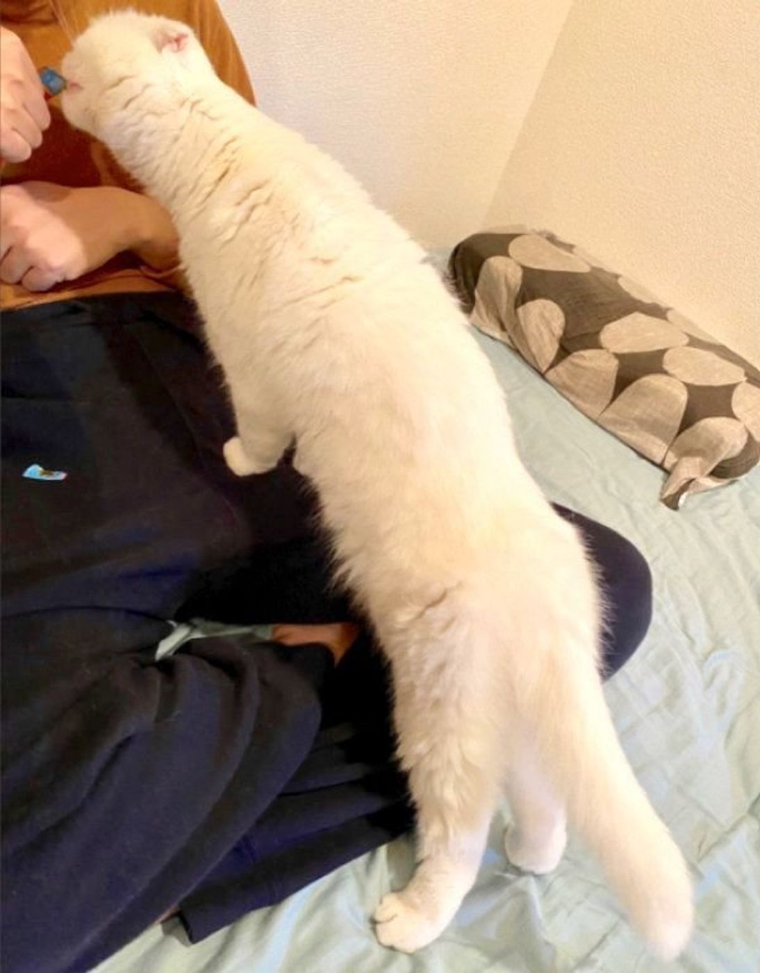 顔と体のバランスに違和感 胴体が異常に長い猫の姿にびっくり ねこのきもちweb Magazine 顔と体のバランスに違和感 胴体が異常に長い猫の姿にびっくり ねこのきもちweb Magazine