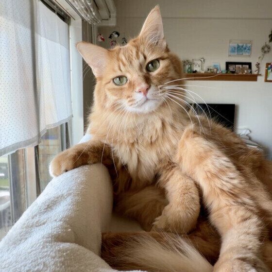 MIX茶トラのベリルくん