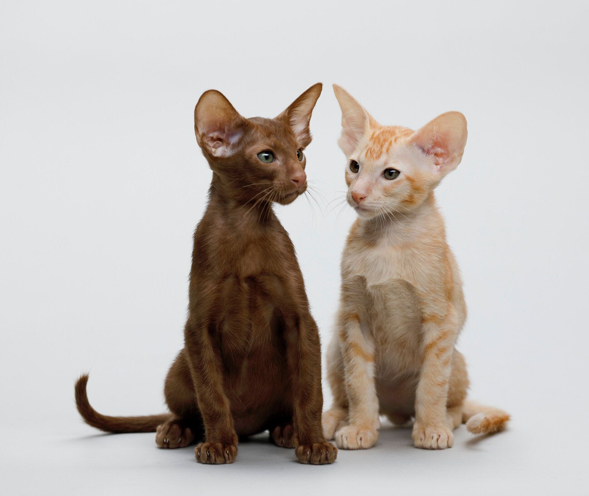 オリエンタルショートヘアの特徴と飼い方 可愛い画像いっぱい ねこのきもち 猫図鑑 ねこのきもちweb Magazine
