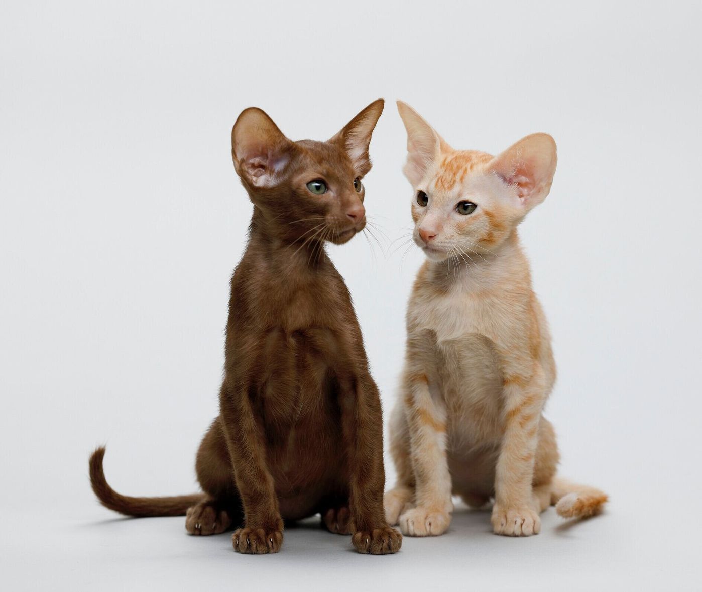 オリエンタルショートヘアの特徴と飼い方 可愛い画像いっぱい ねこのきもち 猫図鑑 ねこのきもちweb Magazine オリエンタルショートヘアの特徴と飼い方 可愛い画像いっぱい ねこのきもち 猫図鑑 ねこのきもちweb Magazine