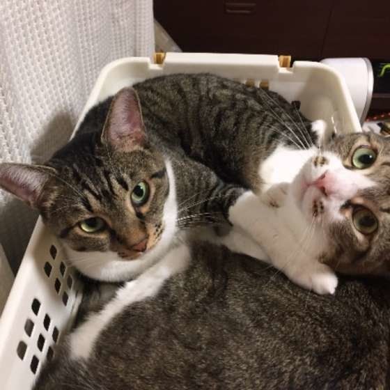 仲良しなキジトラ