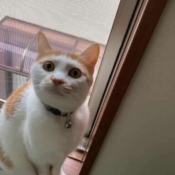 まっすぐ前髪のしめちゃん（MIX）