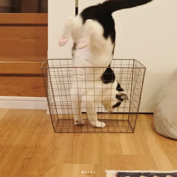 箱に入りたがる猫