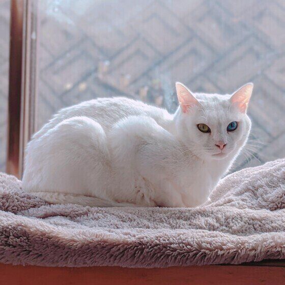 MIX（白）の雪月ちゃん